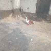 فروش کفتر