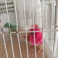 جوجه رنگی مفت