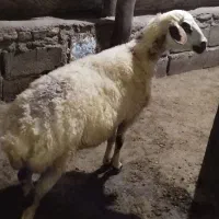 توغلی ماده