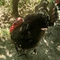 بوقلمون نر 6ماهه و جوان سه عدد