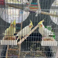 عروس هلندی