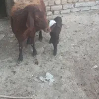 میش و بره افشاری