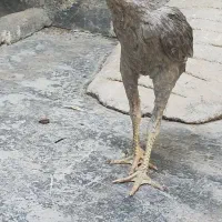 خروس لاری مرغ سبرایت