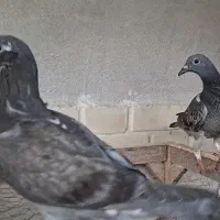 یک جفت جوجه کبوتر کفتر آلمانی