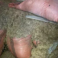 کاه برای کاهگل
