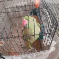 طوطی ماده ملنگو