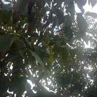 باغ-فروشی-نقلی