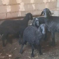4عدد بره گوسفند شیری سه تا نر یکی ماده