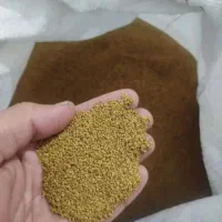 بذر یونجه