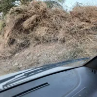 علف خشک