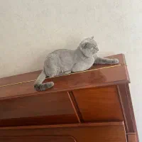 واگذاری گربه اسکاتیش