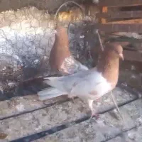 بهبونی|پرنده|شیراز, شهرک مهدی‌آباد|دیوار