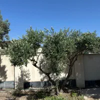 درخت زیتون زینتی