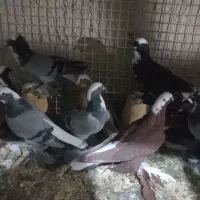 کبوتر عرب پاپرهمه رنگ
