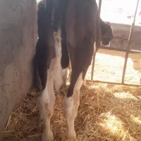 گوساله نر و ماده از شیر گرفته