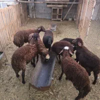 بره نر هترو