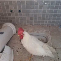 خروس سفید جوان