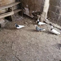 کبوتر|پرنده|شیروان (خراسان), |دیوار