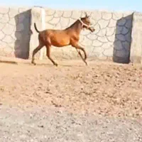 اسب|اسب و تجهیزات اسبسواری|اراک, |دیوار