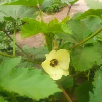 خط 0912 کد 8