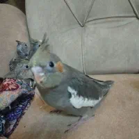 جوجه عروس هلندی تازه دونخور