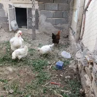 مرغ گلین ، محلی و خروس ابریشمی