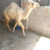 شتر