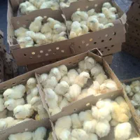 جوجه گوشتی