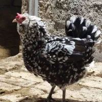 مرغ گلین