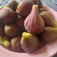 انجیر محلی