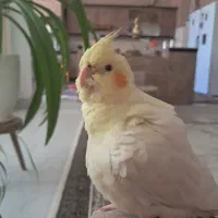 عروس هلندی