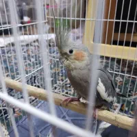یک جفت عروس هلندی نر ماده