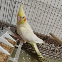 عروس هلندی نر