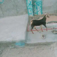 فروشی