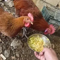 مرغ و خروس