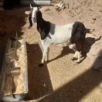 بز پاکستانی دوقلو هر دو بزقاله نر شیرا جوان