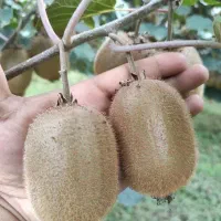 هرس بهاره کیوی