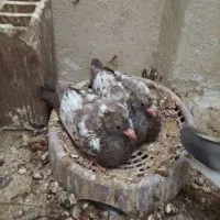 پرنده|پرنده|اهواز, کوروش|دیوار