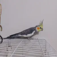 عروس هلندی نر