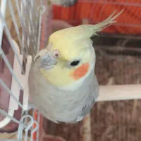 عروس هلندی سخنگو خوش صدا