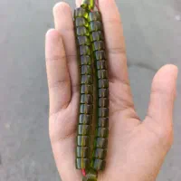 تسبیح