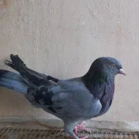 کبوتر اصفهانی صداکن