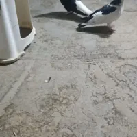 کفتر|پرنده|مشهد, نوده|دیوار