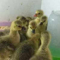 جوجه غاز...
