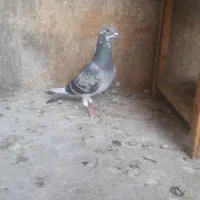 کبوتر