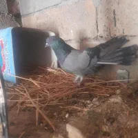 نر دوده ای
