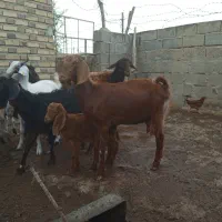 بز قربانی
