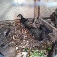 جوجه ۲ماهه سیاه بلک