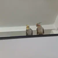 عروس هلندی جفت