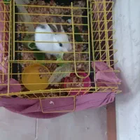 خرگوش نر جوان